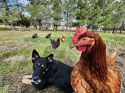 They get along, they need each other. The dogs get an egg a day, the chickens get protection