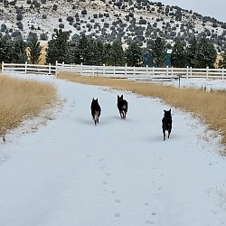 Active and take their job serious, no matter the weather