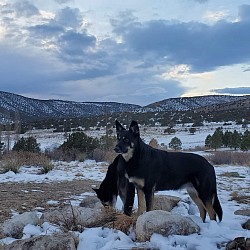 Teala, the Matriarch, pack leader, has lived here since 2015